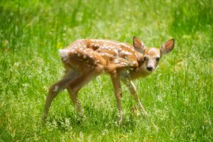 Unfortunate Fawn